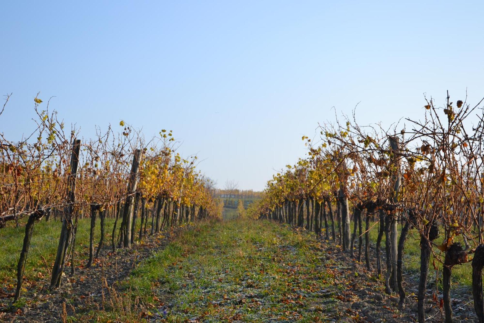 Wein + Bett Wiedeck Stetten Bagian luar foto